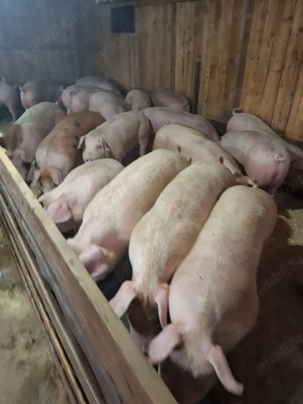 vand porci si purcei 