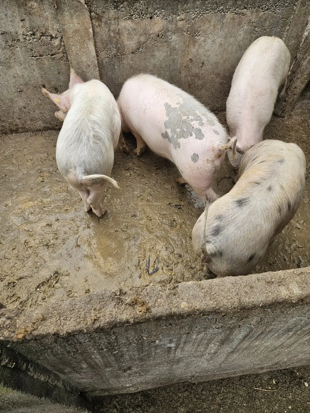 vand grasuni la 60 de kg