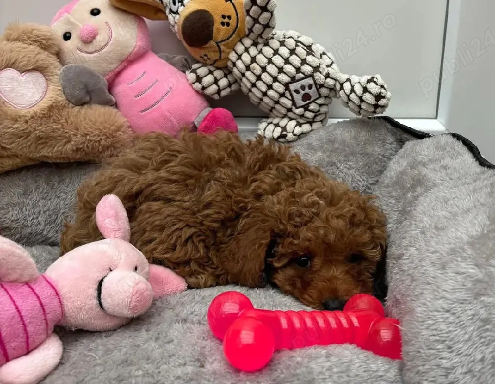 Puiuti Pudel  Caniche roscat toy-mini deosebit posibilitate de transport