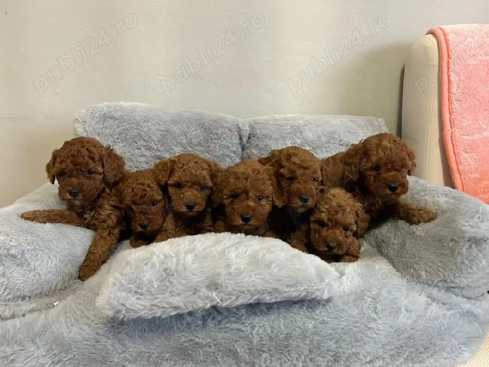 Pudel-Poodel Caniche red toy deosebit disponibil