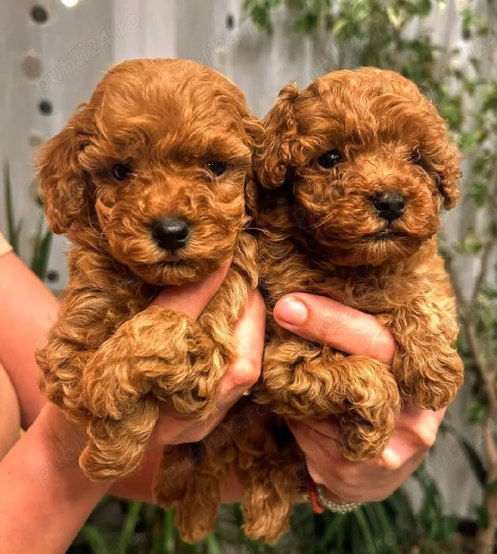 Pui Pudel red  roscat toy 