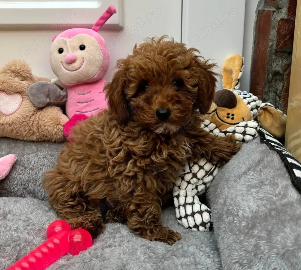 Catei Pudel deosebiti cauta noua familie