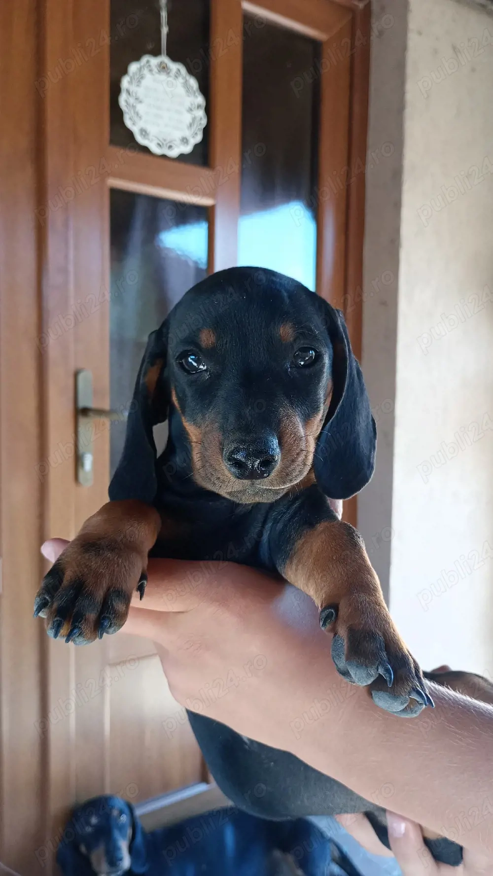vând căței, rasa teckel păr scurt. Dachsund.