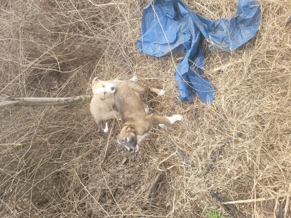 Catei Mioritic  fetita și băiețel.