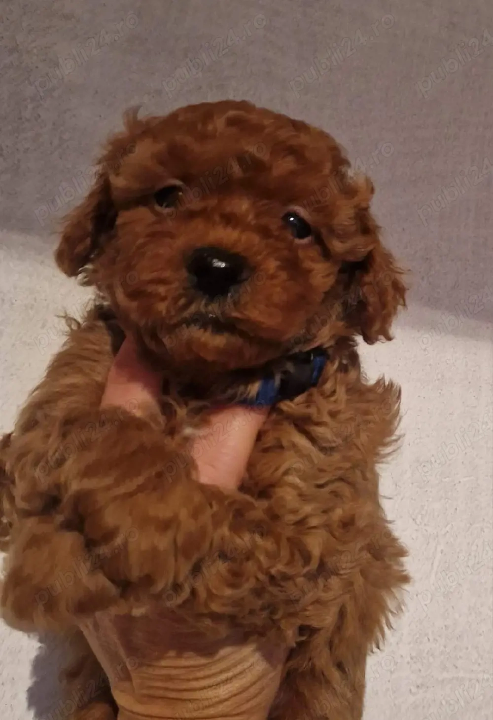 Minunatii Pudel roscati toy disponibili