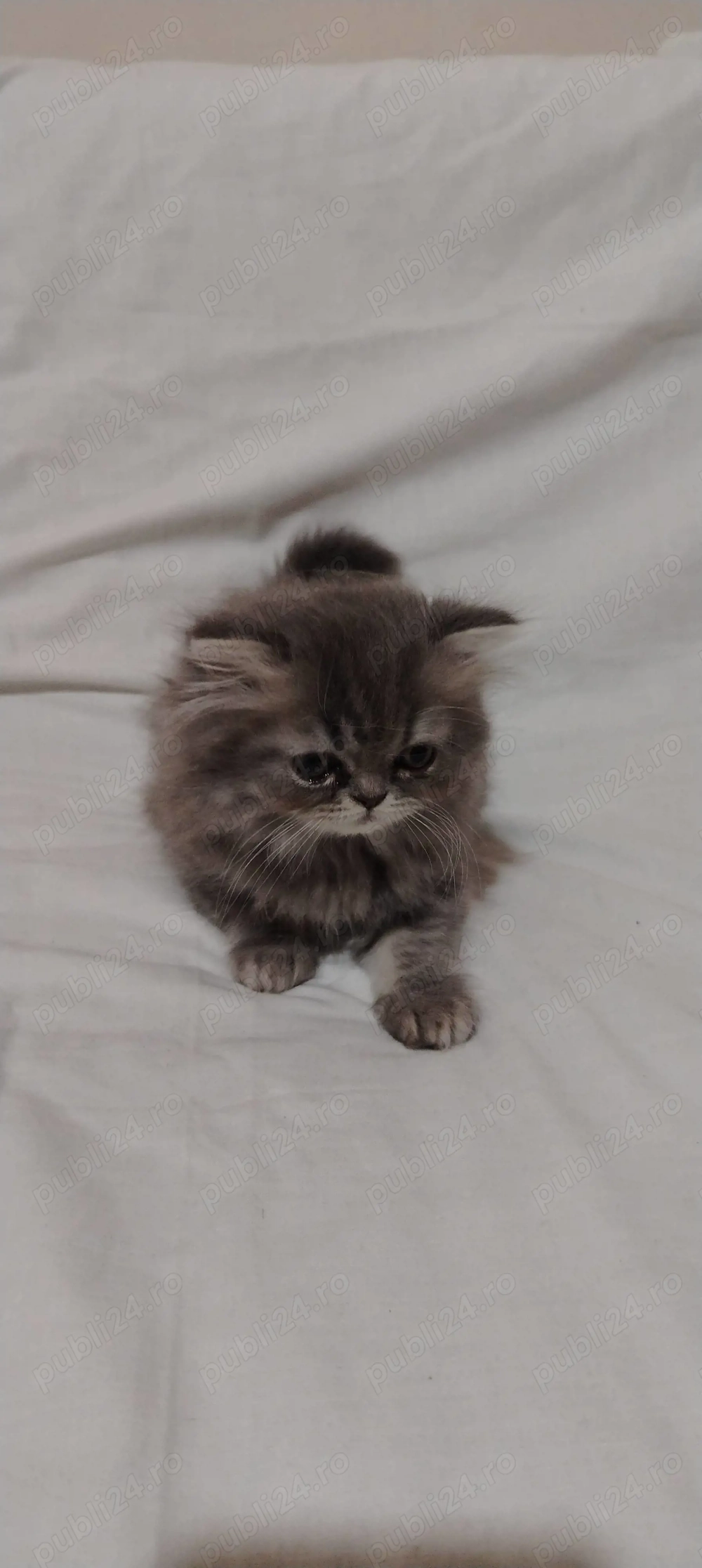 Pui pisică persană 