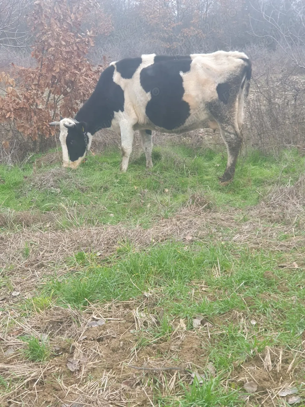 vacă holstein de vînzare 