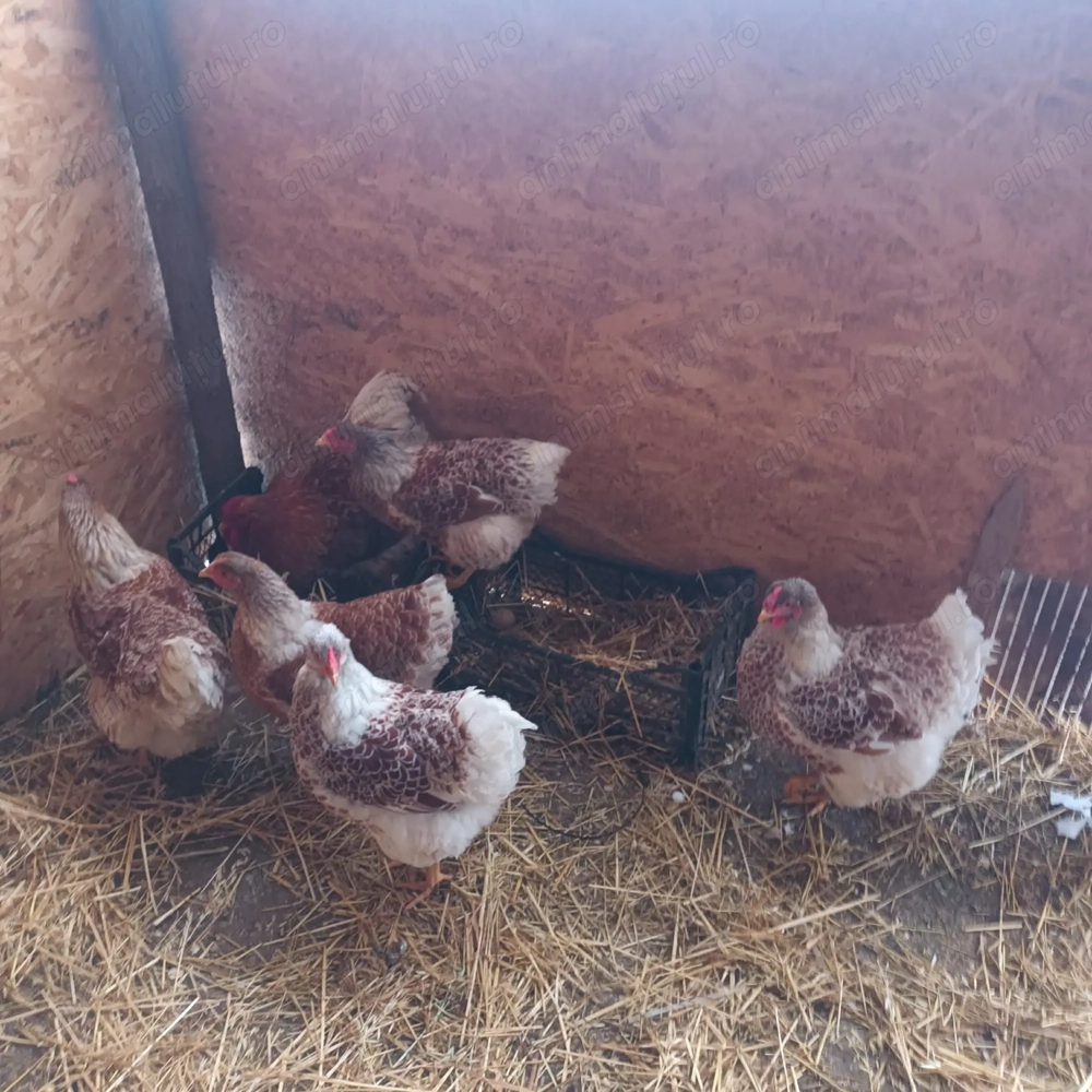 Oua wiandotte pentru incubat!