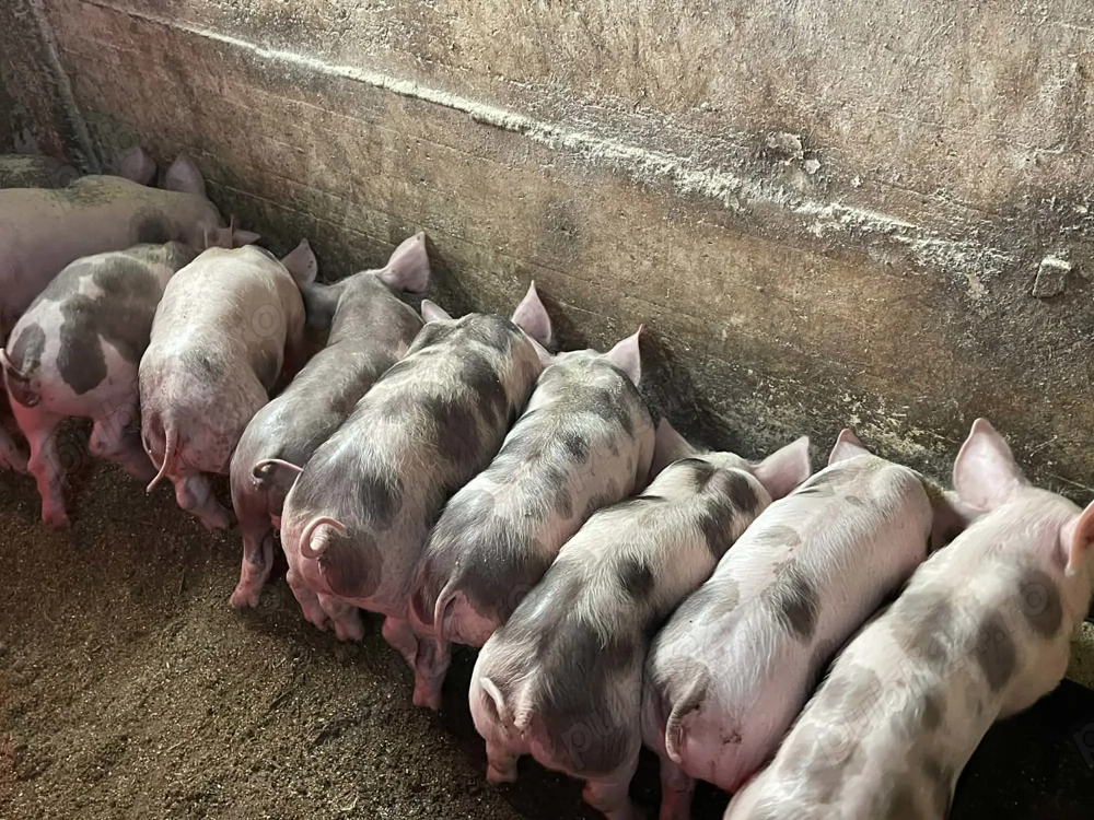 Purceii petrean 8 săptămâni 