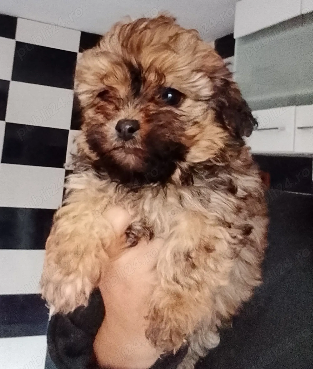 Bichon maltez 2 luni