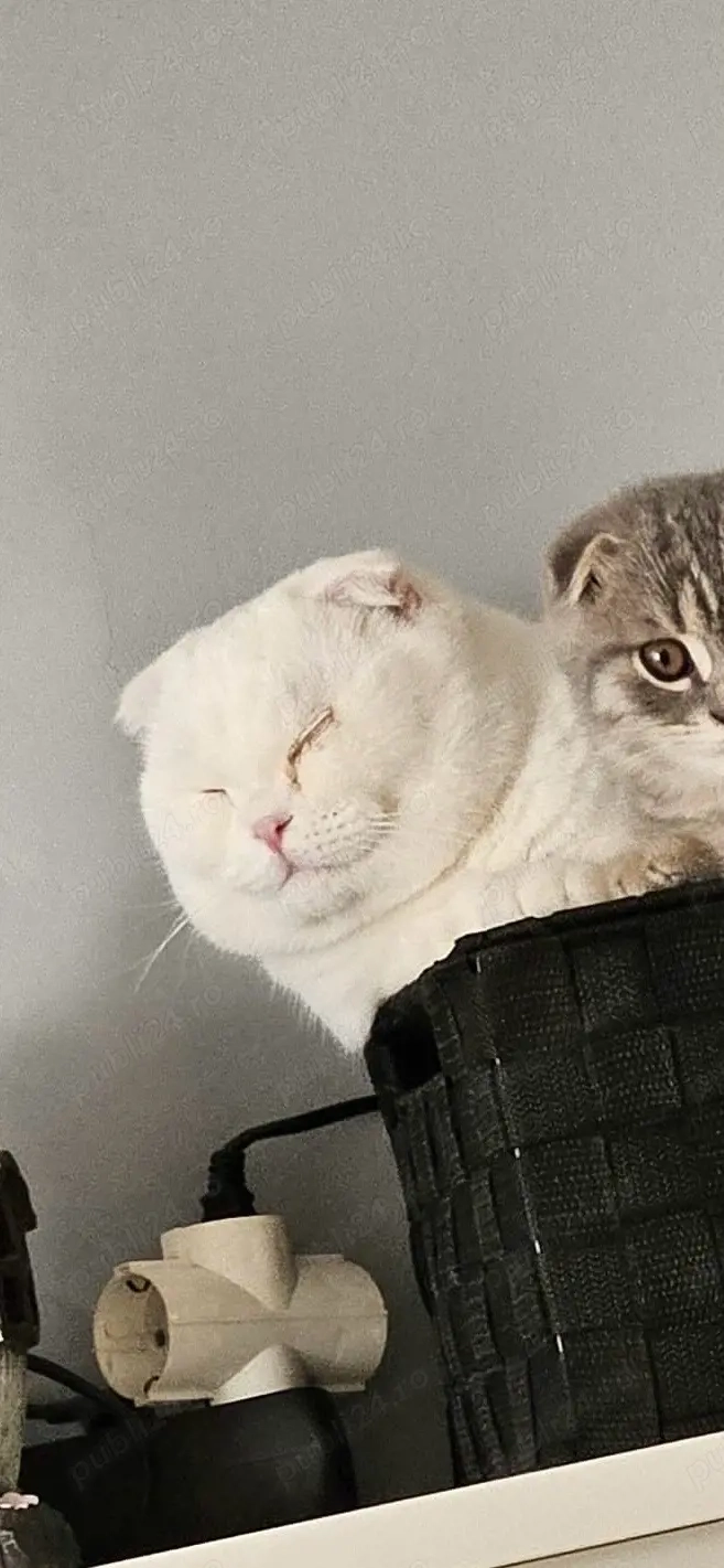 Fetită Scottish Fold albă
