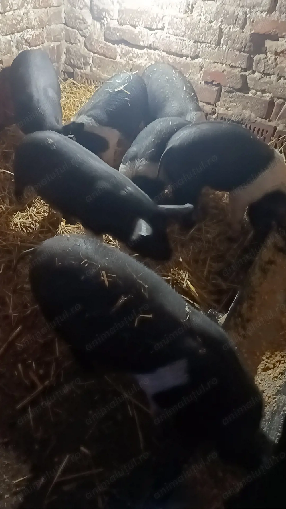 Purcei Bazna intarcati