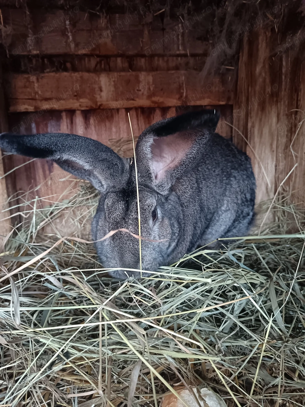 Mascul uriaș german gri