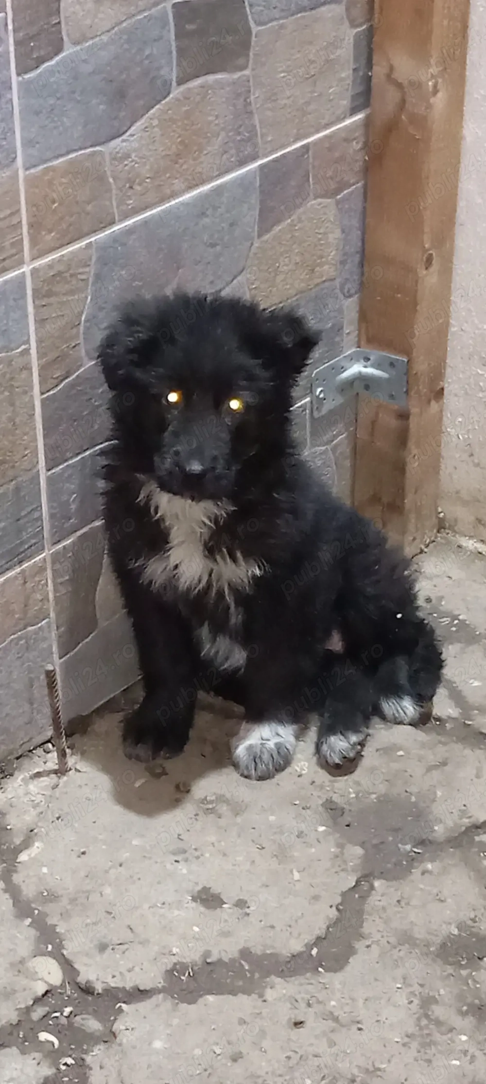 Cățelușa baracă (mustacioasa) și câini de bucovina 