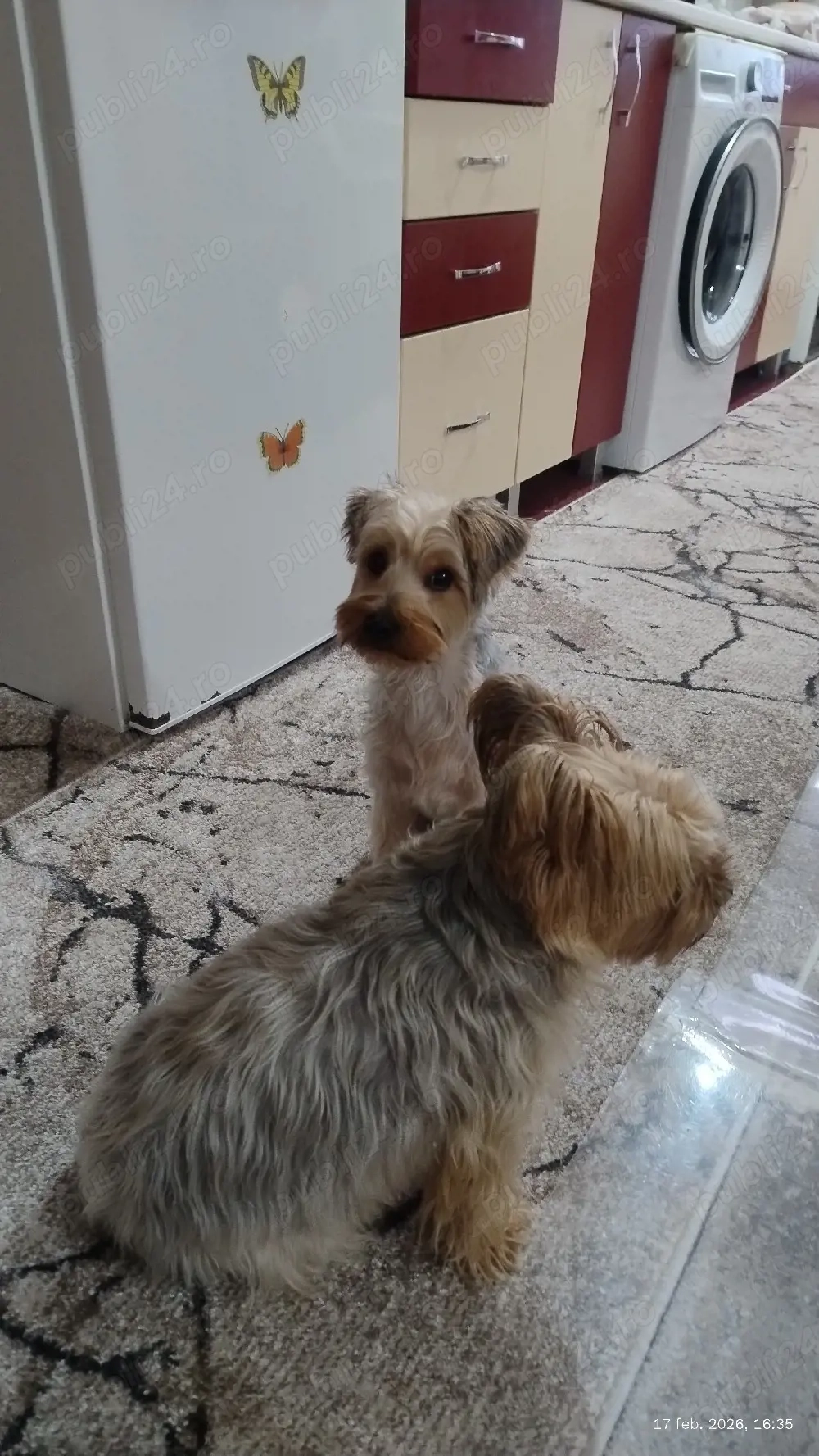 Fetiță de 5 luni îs caută o familie iubitoare.Are cip  si toate vaccinurile la zi.