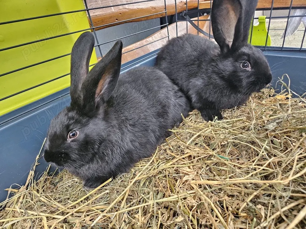 iepuri fluturi germani 