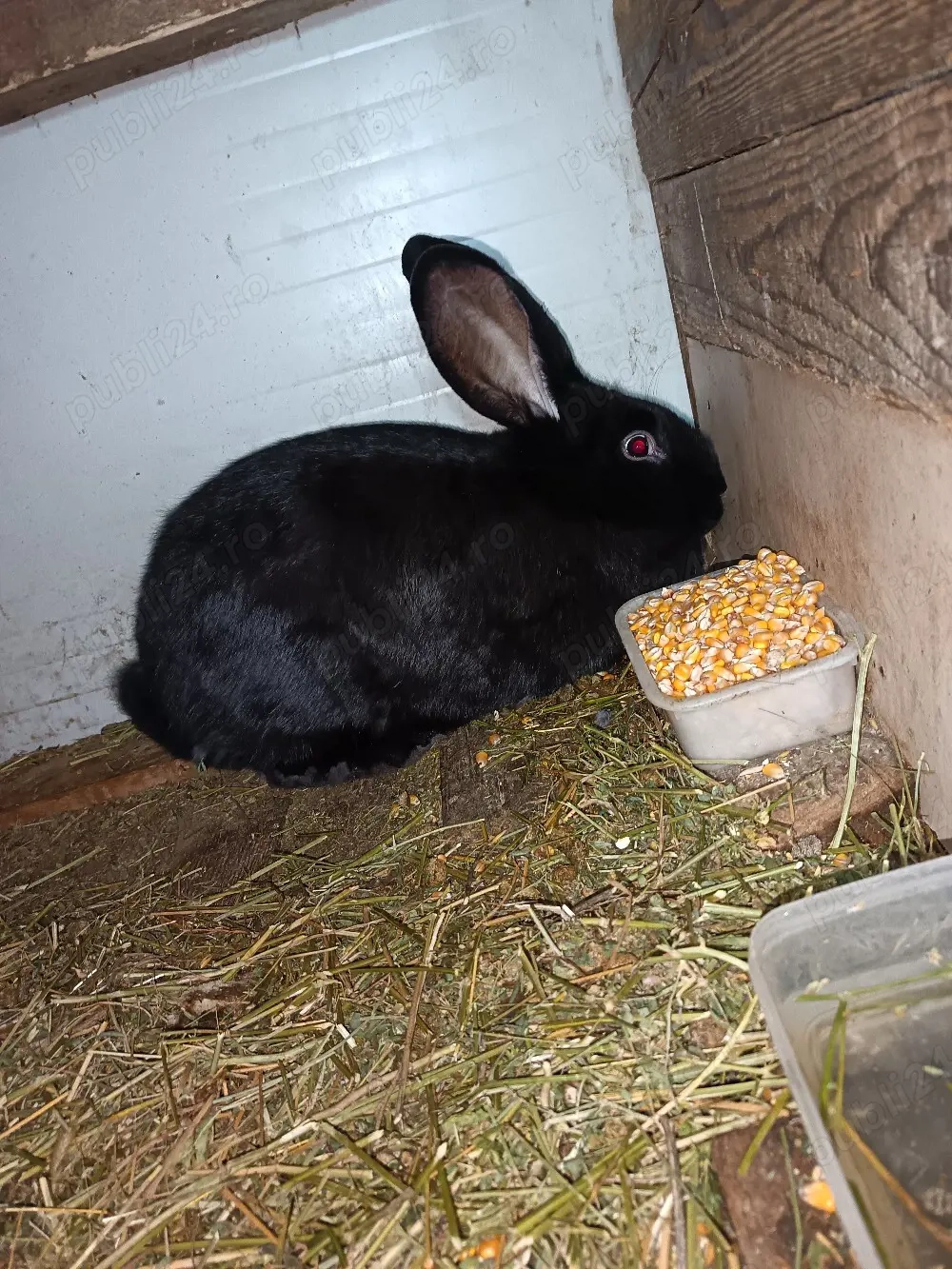 Vand iepuroaica pentru taiat 