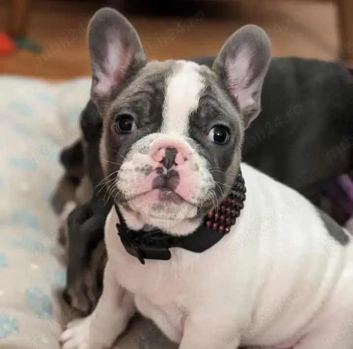 pui de buldog francez