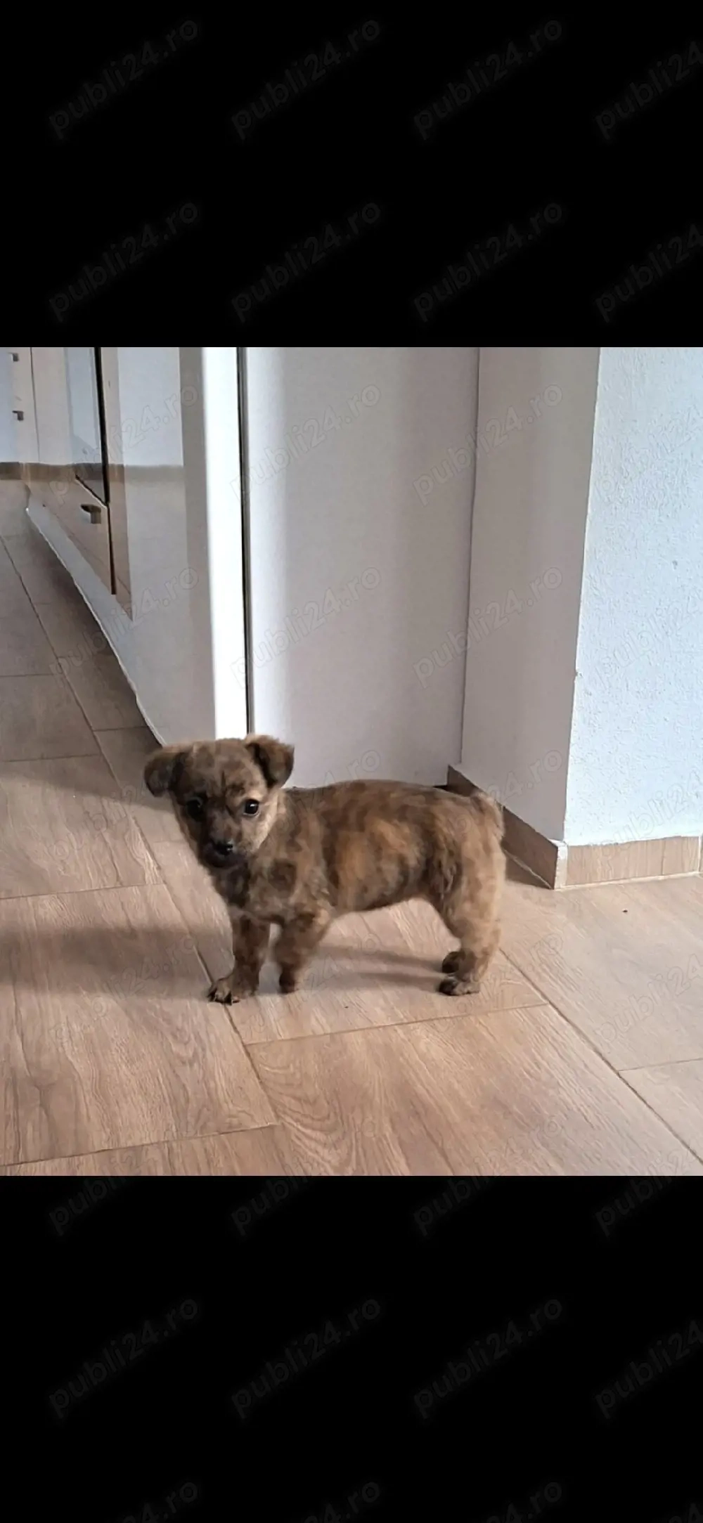 donez catelusa talie mica