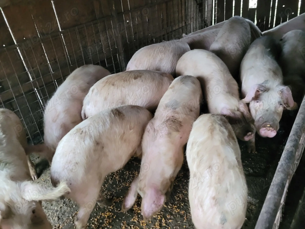 Porci de vânzare 