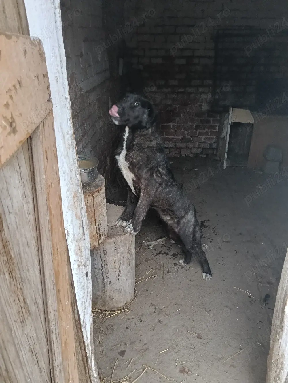 Catea Cane Corso varsta 6 luni