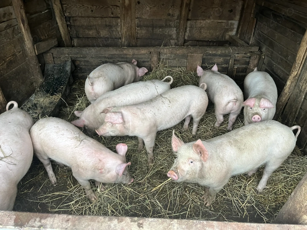 Grăsuni de vânzare 