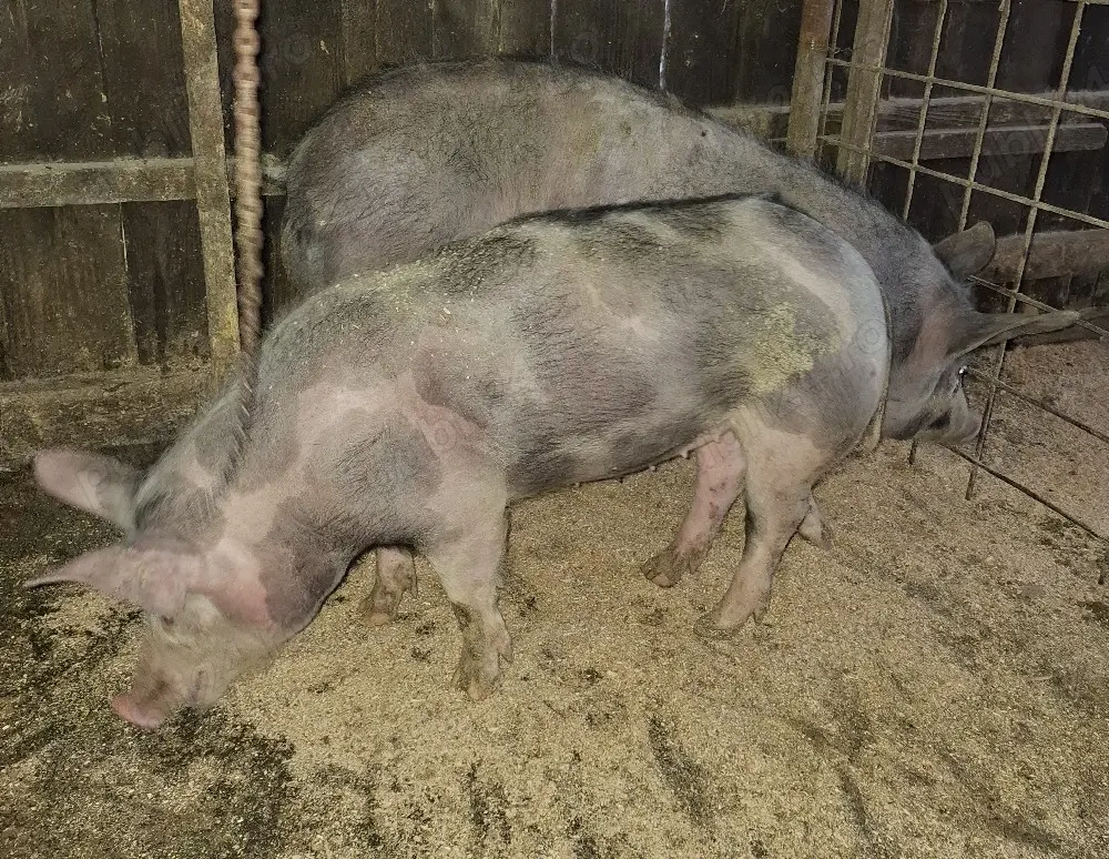 Disponibili 2 scrofițe 