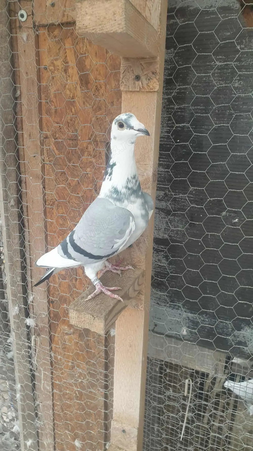 Ocazie! Vand femela voiajor sport 2025, linie Polonia TOP!