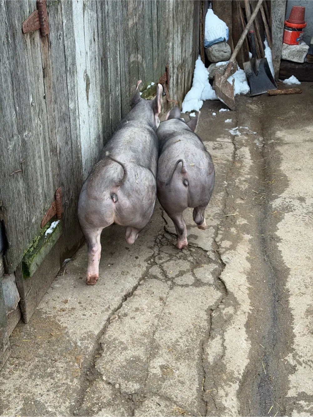 Purcei pietrain belgian