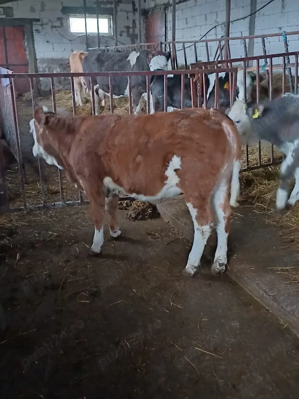 Vând vițea bălțată românească!