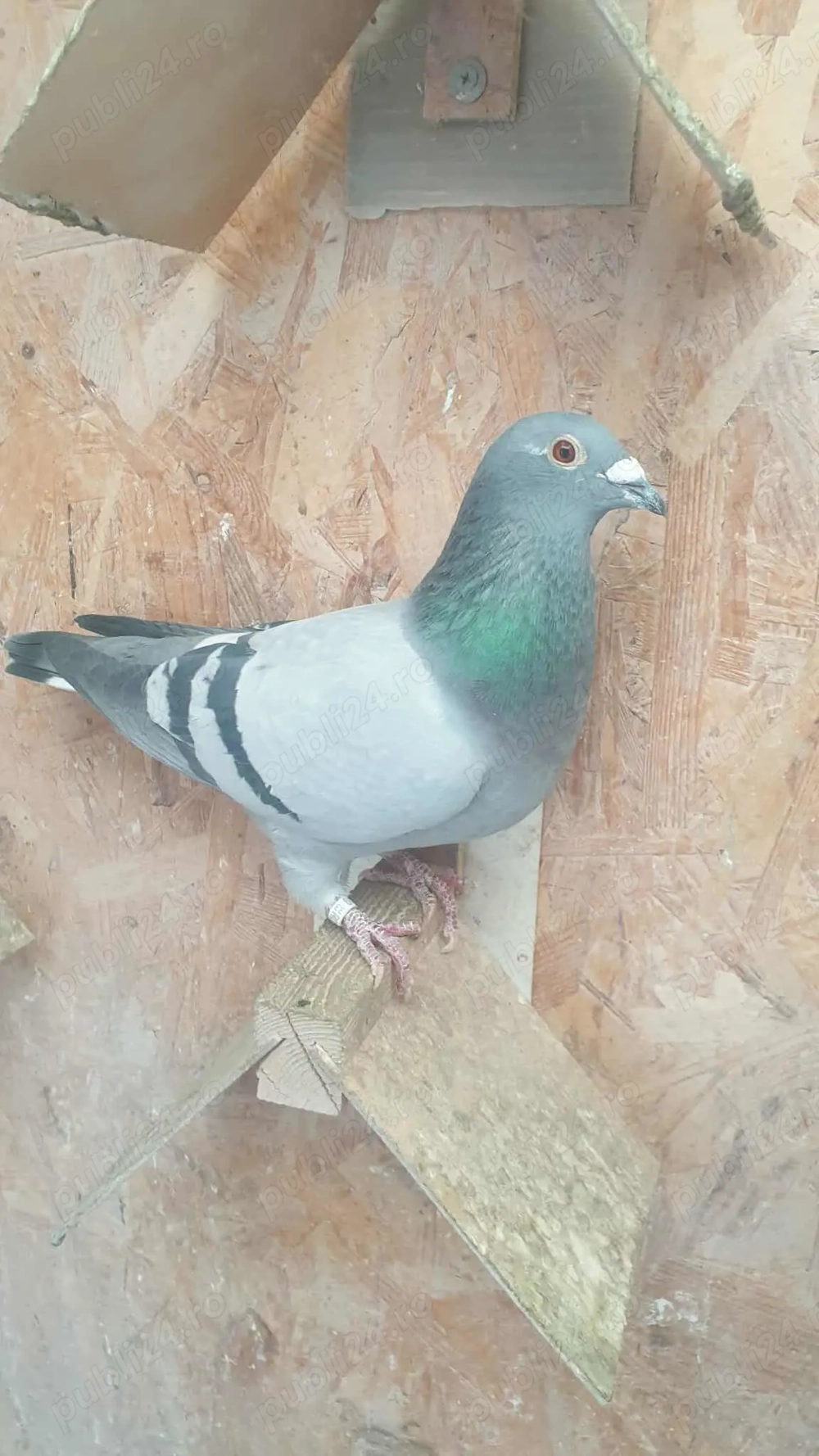 Ocazie! Vand femela voiajor sport de viteza, 2022, linie Germania!