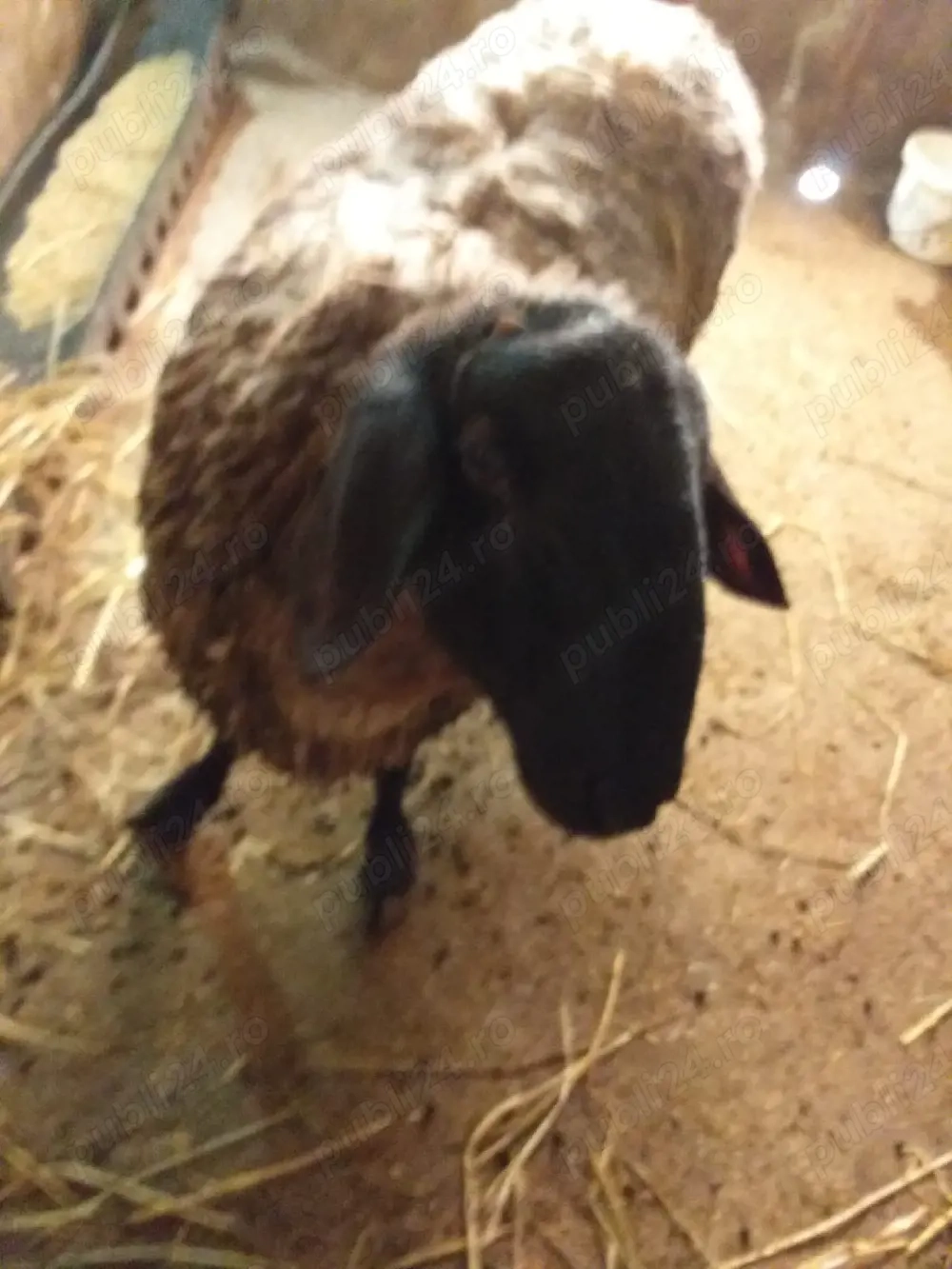 Berbecuț de vânzare 