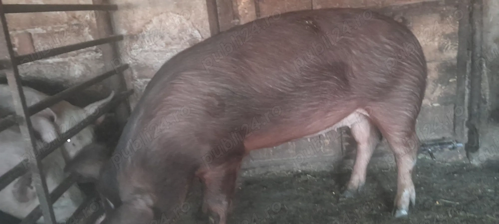 Vând scroafă pentru reproducere 