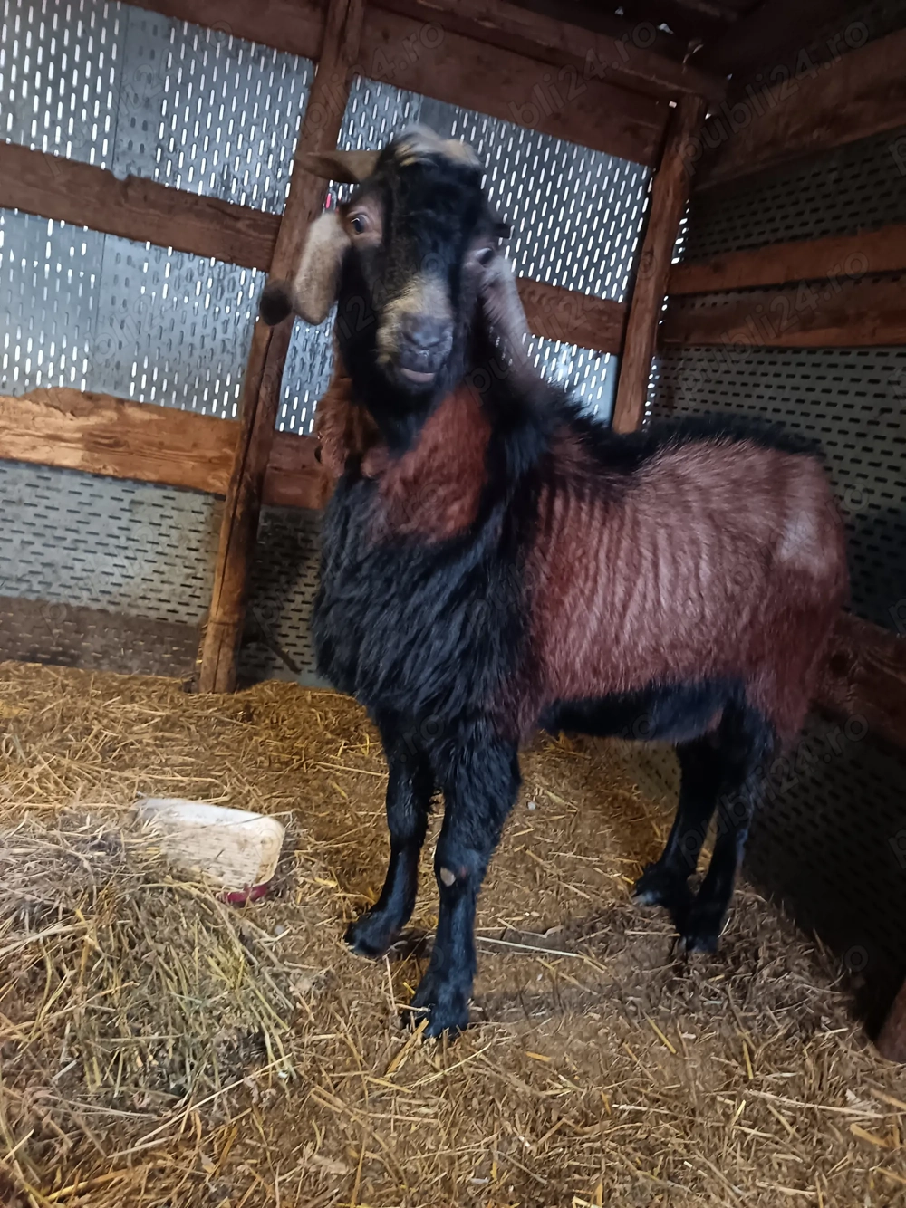 Se vinde țap  bun de reproducere