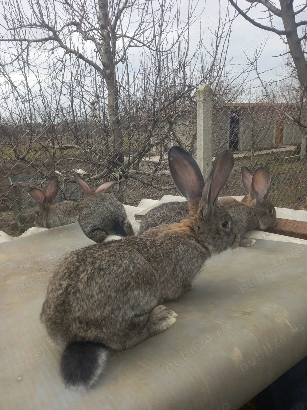 Vand iepuri uriasi german