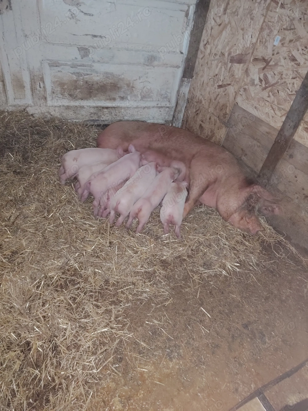 Vand scroafa cu 7 purceii