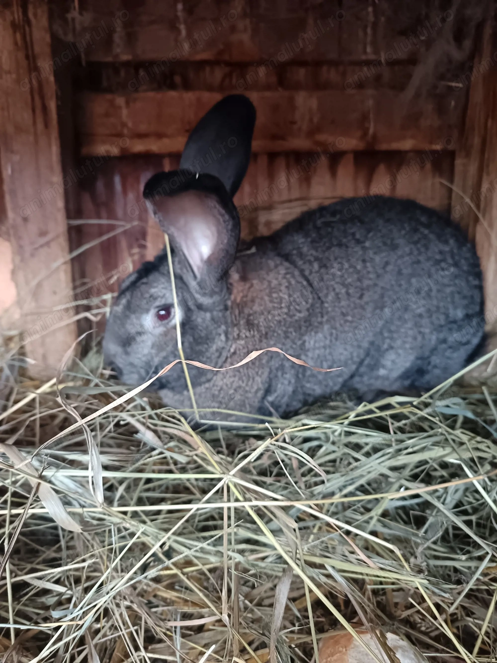 Mascul uriaș german gri 1,5 ani