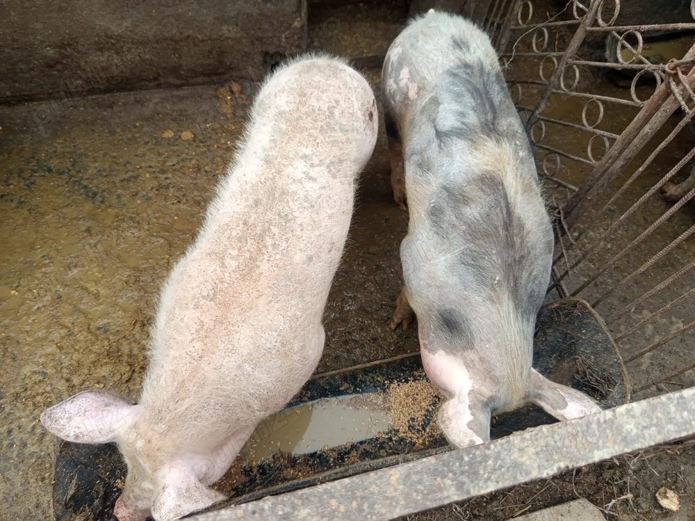 Porci.               Doi porci  80 90 kg.   