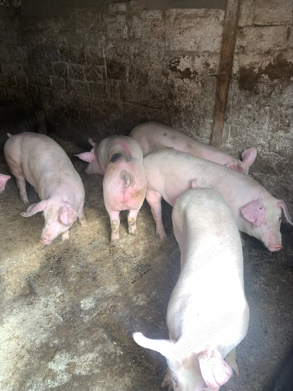 porci de la 8,5 lei kg 