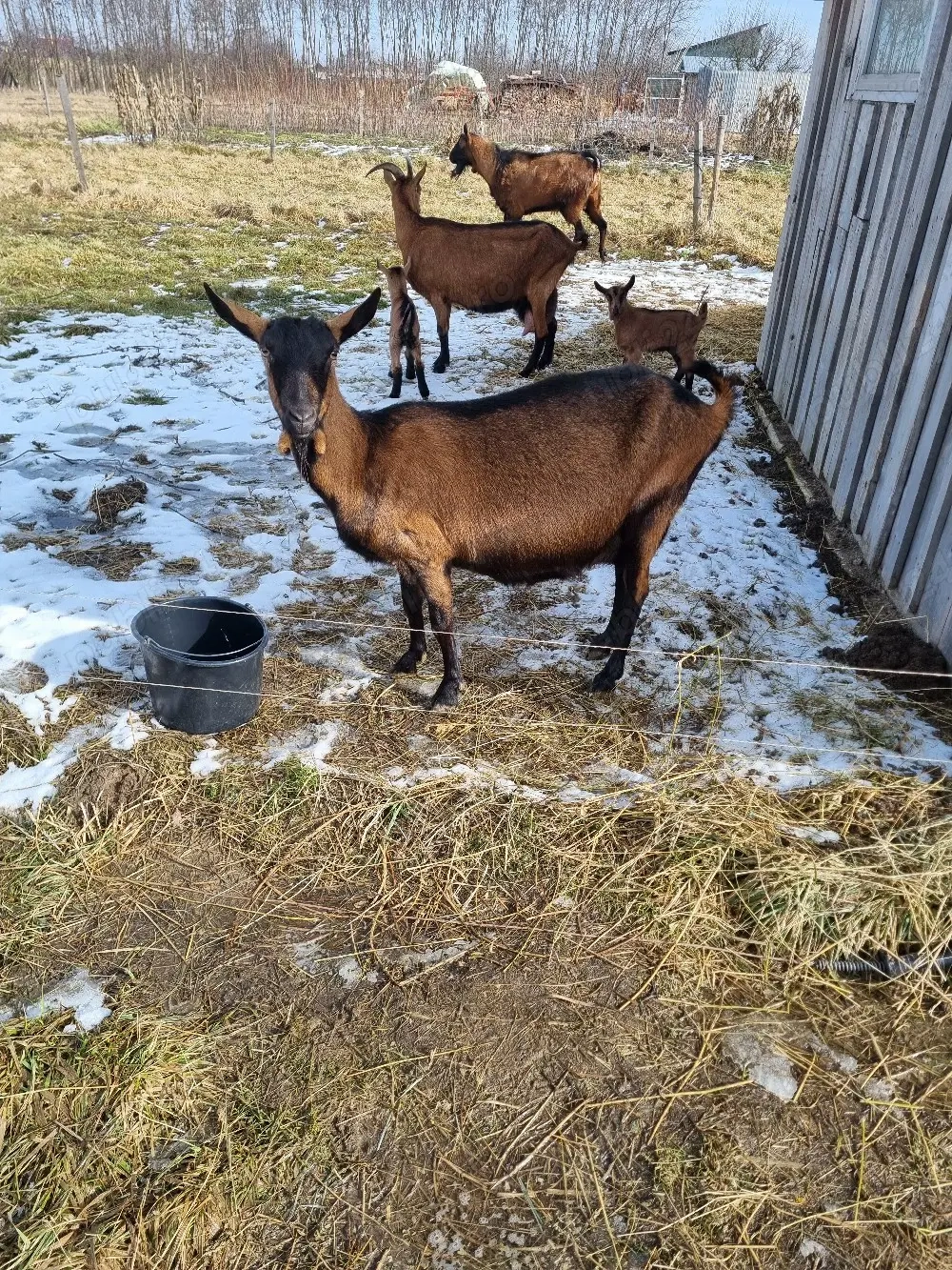 vand capre alpina franceza