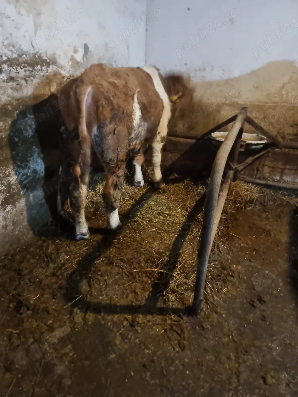 Vind tăuraș bălțat pentru mai multe detalii la tel  !