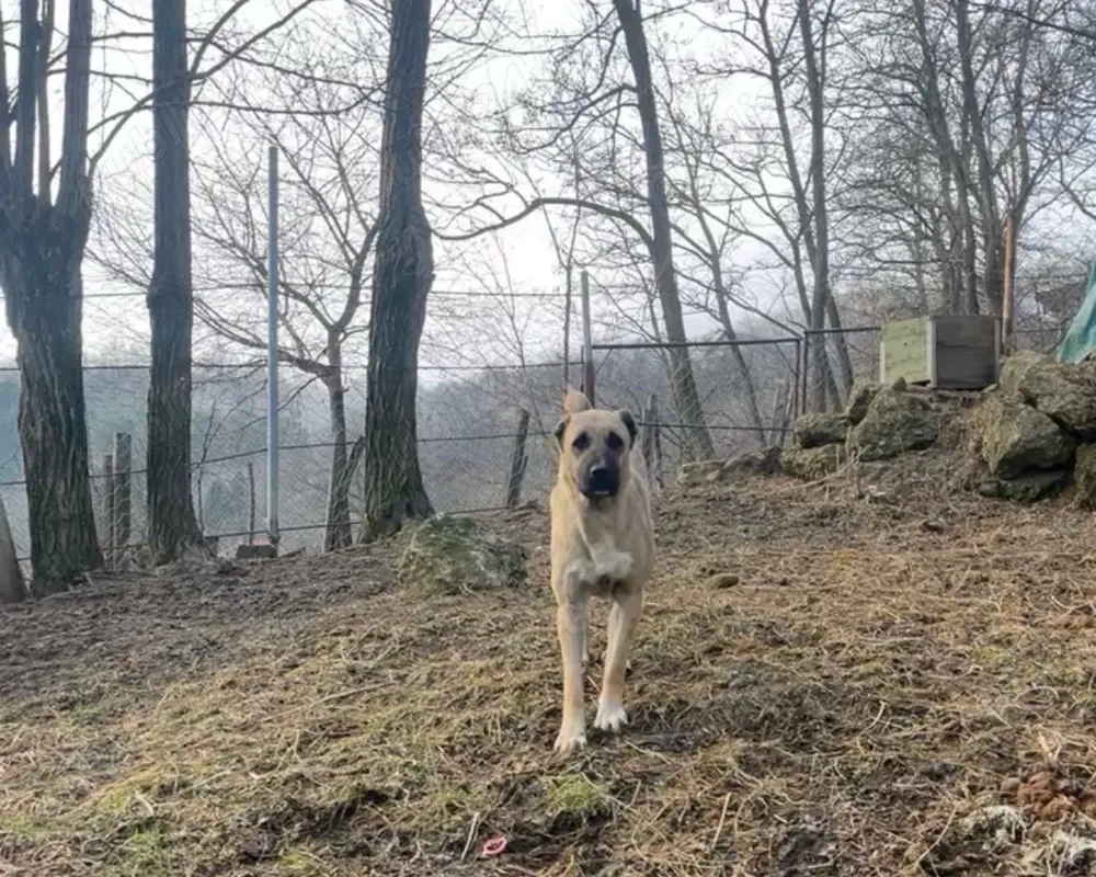 Femela Kangal 8 luni 
