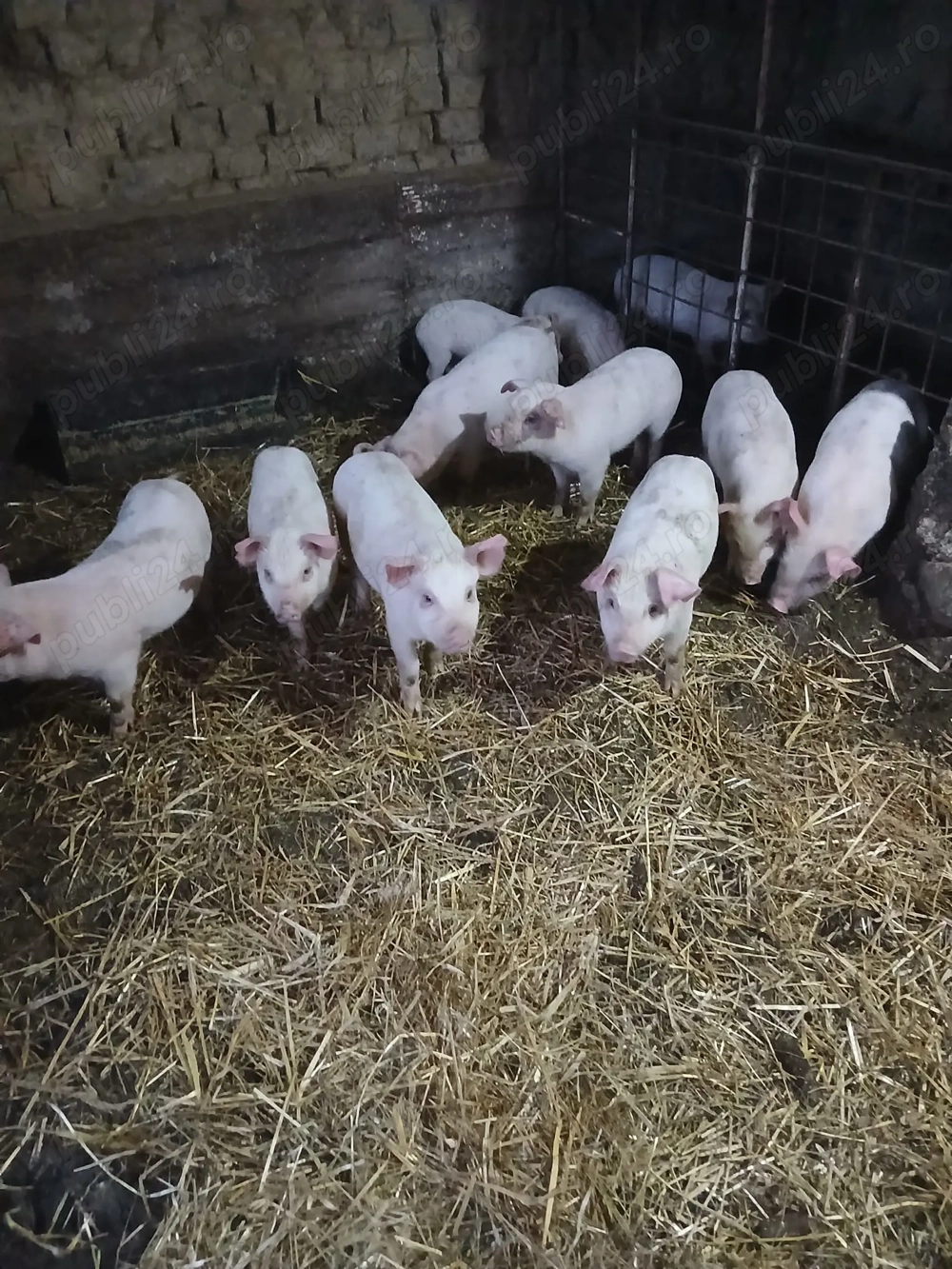 Purcei de 7 săptămâni 