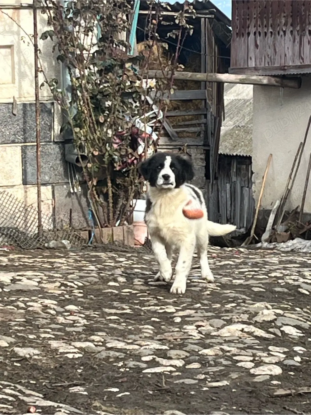 Femela Ciobanesc de Bucovina 