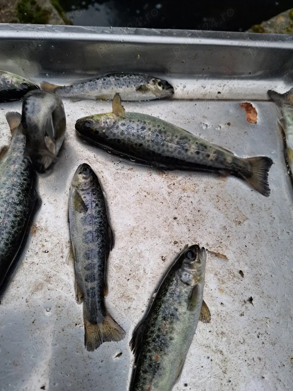 Puiet păstrav indigen 