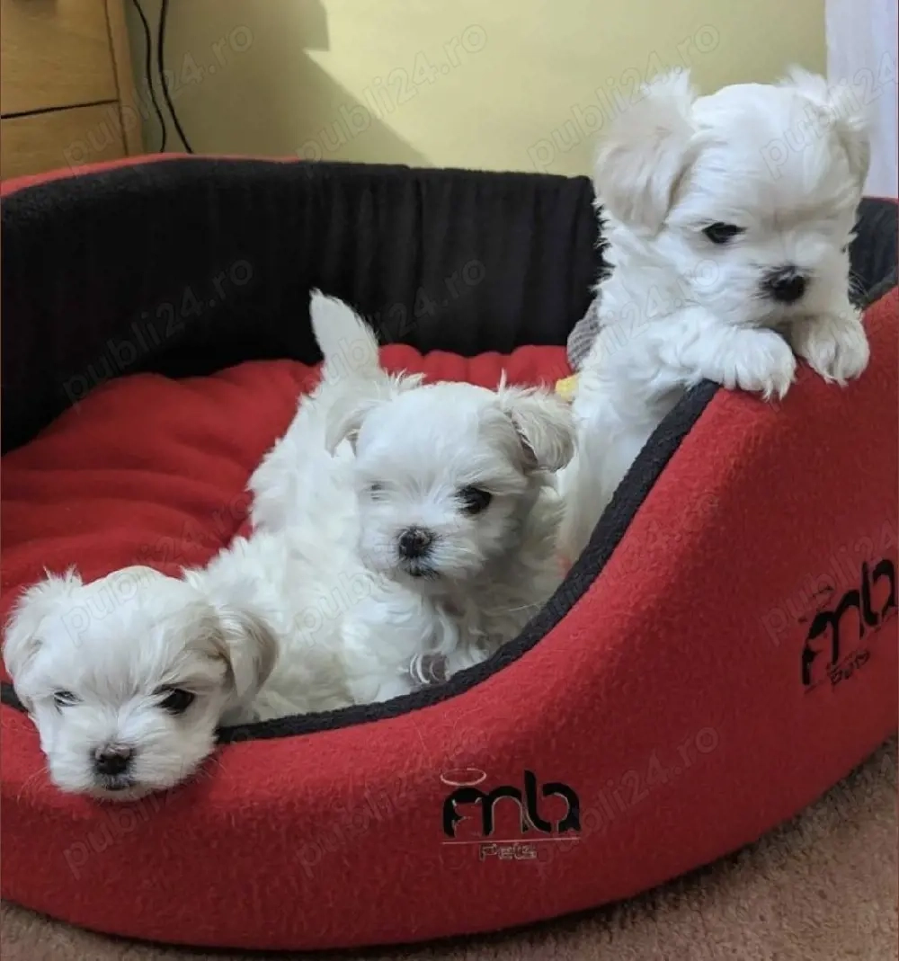 Pui de Bichon maltez mini
