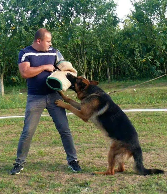 Dresaj Canin servicii Canine.