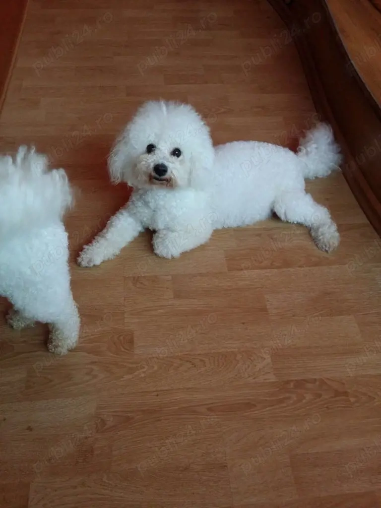 Toaletaj canin , talie mica  Reghin!