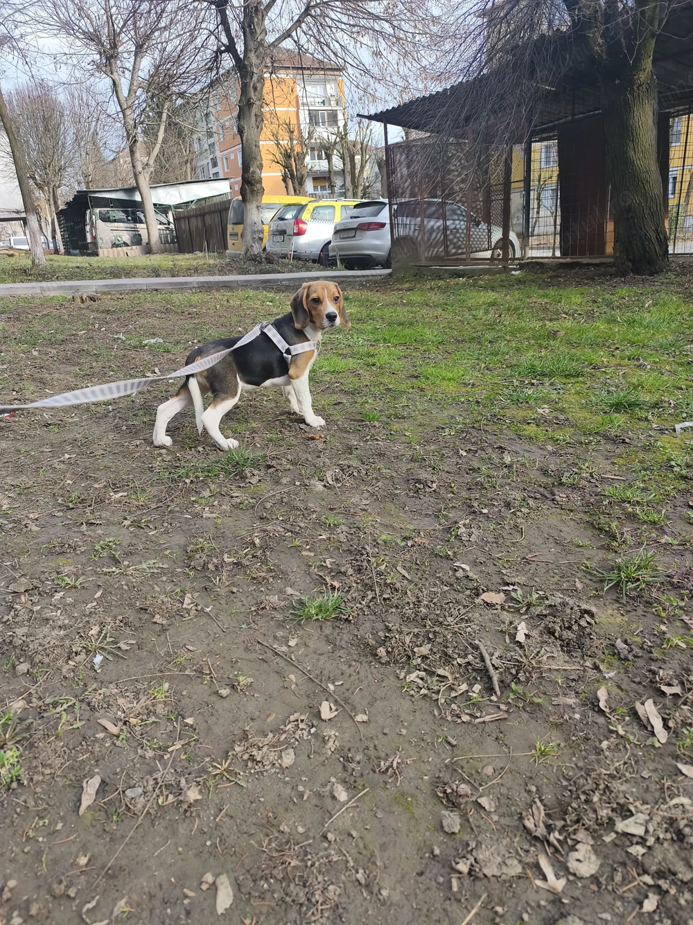 Mascul Beagle vârstă 6 luni 