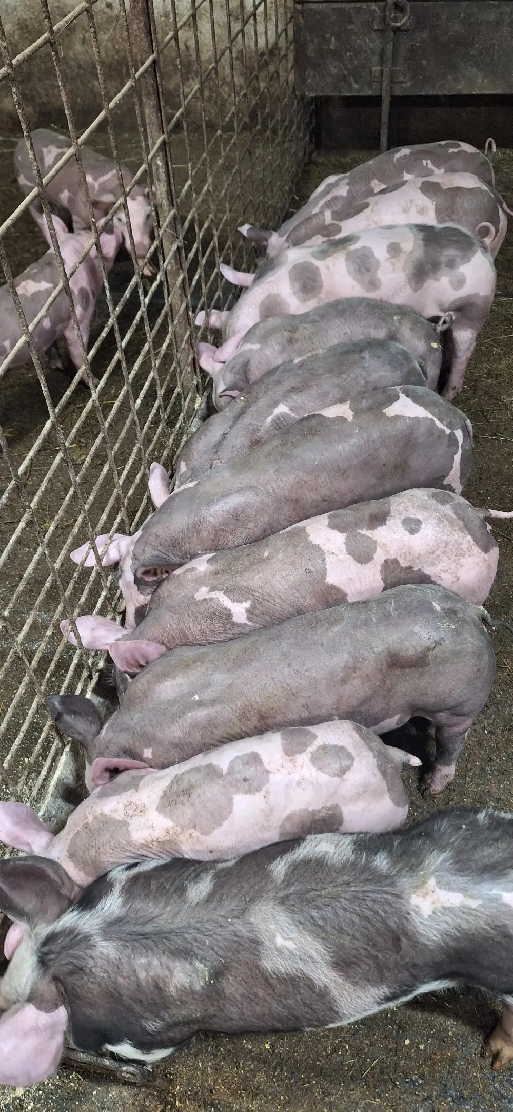 Purcei pietrean belgian